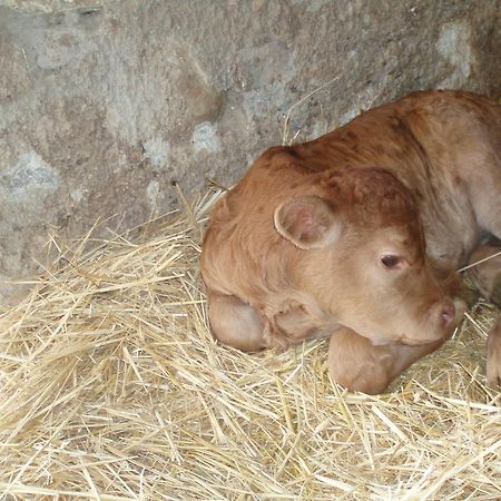 Agriturismo Il Crinale Castorano  Εξωτερικό φωτογραφία