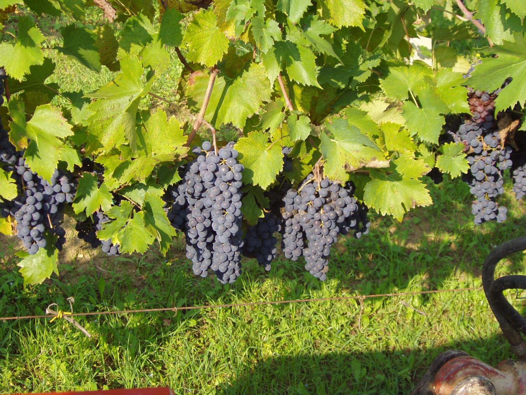 Agriturismo Il Crinale Castorano  Εξωτερικό φωτογραφία